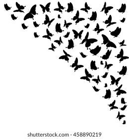 butterflies,on a white