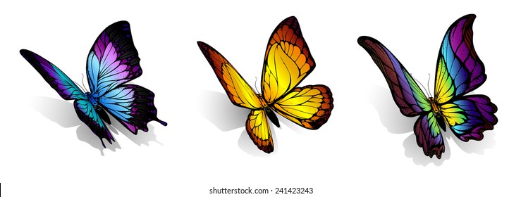 butterfly 1 butterfly 1