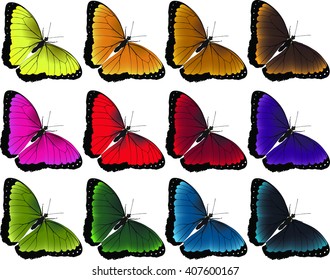 butterfly 12