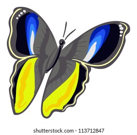 Butterfly