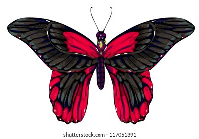 butterfly