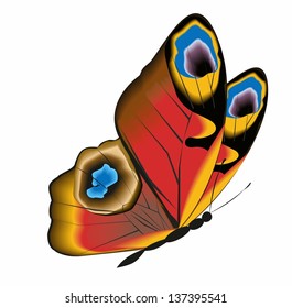 butterfly