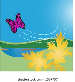 butterfly