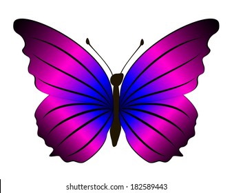 butterfly 