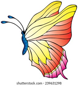 Butterfly