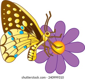 Butterfly 