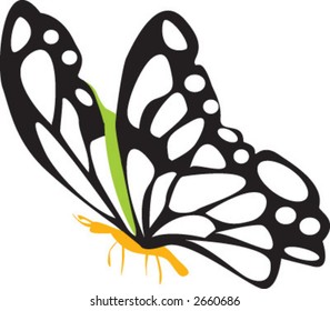 butterfly