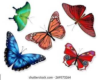 butterfly 