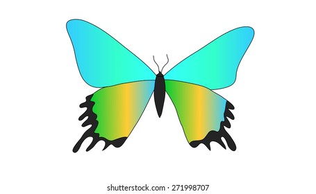 butterfly