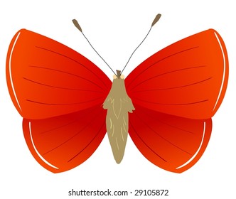 butterfly