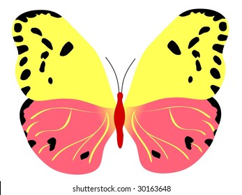 butterfly