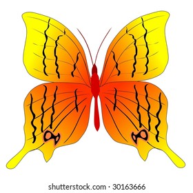 butterfly