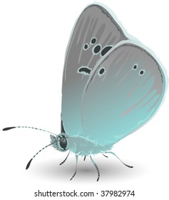 butterfly