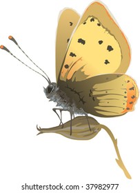 butterfly