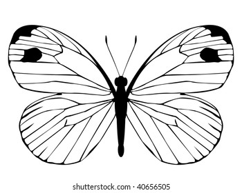 butterfly