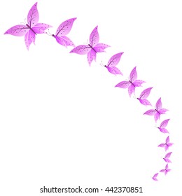 butterfly