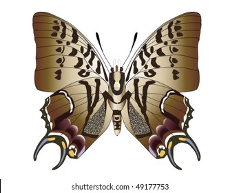 butterfly