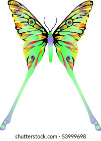 Butterfly
