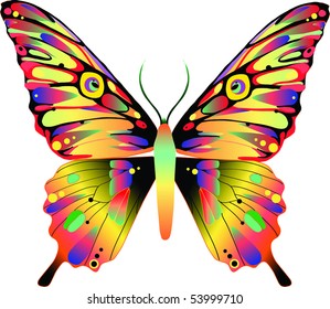 Butterfly