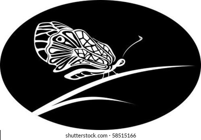 butterfly