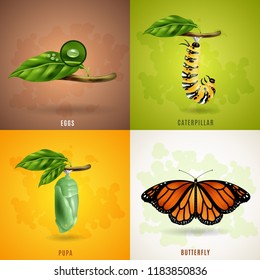 Butterfly 2x2 realistic design concept set developing stage of butterfly from eggs caterpillar pupa to imago vector illustration 