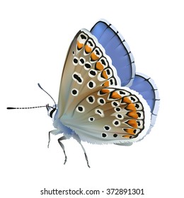 Butterfly Adonis blue.
Hand drawn vector illustration of a male Adonis blue butterfly (Polyomatus bellargus) on white background.
