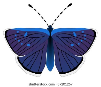 butterfly Alciphron