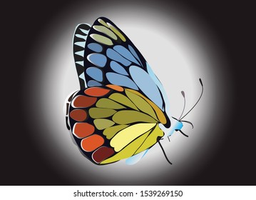 butterfly the amazing nature beautiful in spring on isolated design vector illustration