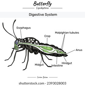 Butterfly anatomy. diagram showing the Digestive system of a Butterfly with insect body. for educational content, teaching, presentation. with a simple design