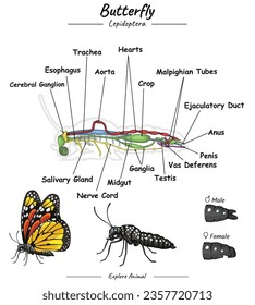 
Butterfly anatomy. diagram showing the parts of a Butterfly for educational content, teaching, presentation. with a simple design