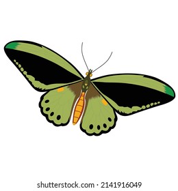 butterfly animal design with open wings. The butterfly is green and black.
