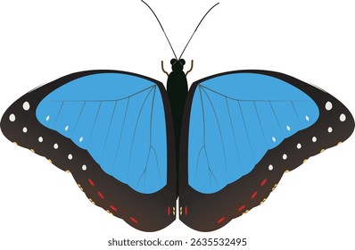 Butterfly is any insect in the order Lepidoptera that can be used as an illustration.