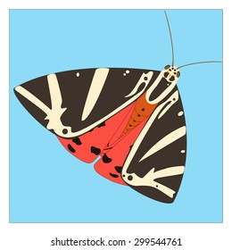 butterfly, Arctia