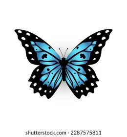 Mariposa con patrón azul y negro de ilustración vectorial de alas. Caricatura aislada sentada insecto azul de la naturaleza primavera o verano, linda mariposa tropical para los niños libro de recortes, elemento decorativo.
