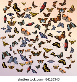 Butterfly background with butterflies in various shapes and sizes