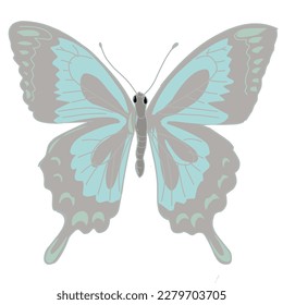 a butterfly with beautiful color patterns