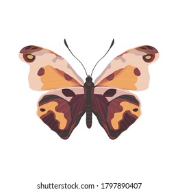 Butterfly. A beautiful insect. Vector illustration in flat style.