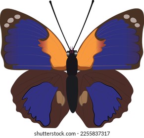 Butterfly beautiful orange blue isolated on white background. Agrias phalcidon vector illustration. Colorful exotic insect, nymphalidae, decor design element for print, card, textile, art, logo