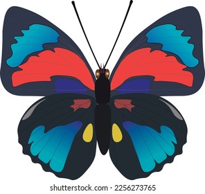 Butterfly beautiful red blue isolated on white background. Agrias claudina vector illustration. Colorful exotic insect, nymphalidae, decor design element for print, card, textile, logo, collection