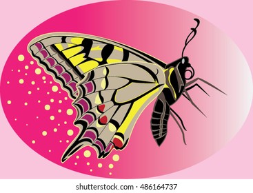 Butterfly and beauty background