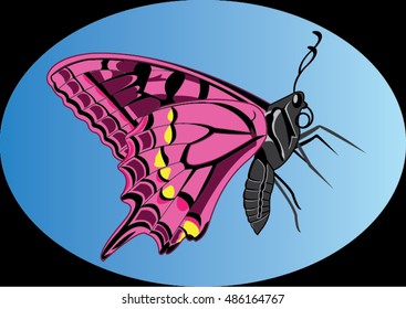 Butterfly and beauty background
