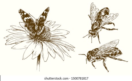Butterfly and bees, hand drawn illustration.