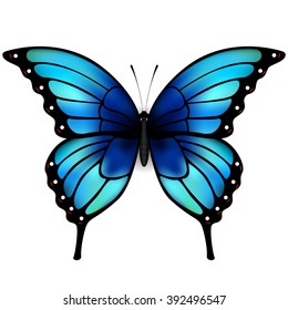 Buterfly Images, Stock Photos & Vectors | Shutterstock