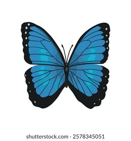 Butterfly black with blue. blue butterfly swallowtail
