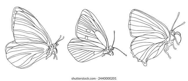 Butterfly black ink line art illustrationset. Insect butterfly for coloring page, tattoo silhouette, hand drawn stickers. Winged gorgeous animal. Vector illustration, isolate on white background.