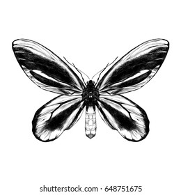 butterfly with black pattern on the wings of the symmetric top view sketch vector graphics black and white drawing
