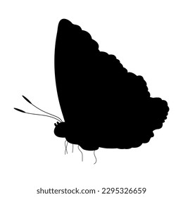 Butterfly black silhouette. Butterfly icon isolated on white background. Vector illustration.