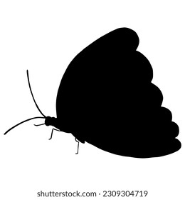 Butterfly Black Silhouette. Isolated Vector Illustration on White Background. Monochrome Butterfly Silhouette.
