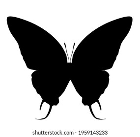 Butterfly black vector icon, isolated on white