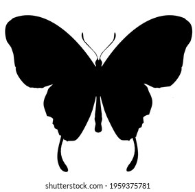 Butterfly black vector icon, isolated on white